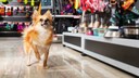 Hund im Tiergesch&auml;ft vor Regalen mit Hundezubeh&ouml;r