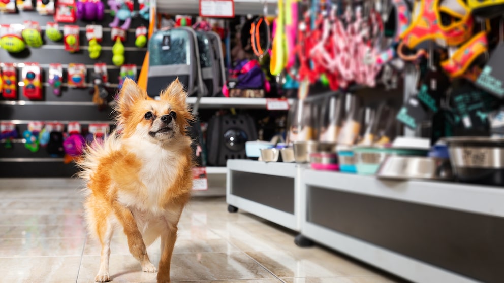 Hund im Tiergeschäft vor Regalen mit Hundezubehör