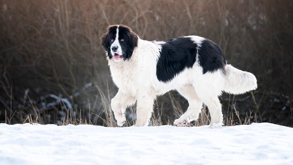 Landseer