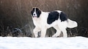 Lange Zeit galt der Landseer nur als schwarz-weiße Variante des Neufundländers. Inzwischen hat sich der große Vierbeiner aus Deutschland als eigenständige Rasse etabliert.