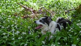 Ein border Collie sitzt in einem Pflanzenteppich aus Bärlauch in Wildhams Wood, Stoughton, West Sussex, UK