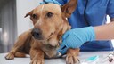 Niereninsuffizienz ist eine ernste Erkrankung, die Hunde jeden Alters betreffen kann. Es ist wichtig, die Anzeichen frühzeitig zu erkennen und geeignete Maßnahmen zu ergreifen, um die Lebensqualität des Hundes zu erhalten.