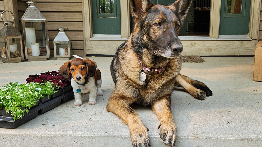 Dackel und Schäferhund sitzen nebeneinander vor einem Hauseingang