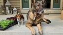 Dackel und Sch&auml;ferhund sitzen nebeneinander vor einem Hauseingang