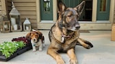 Dackel und Schäferhund sitzen nebeneinander vor einem Hauseingang