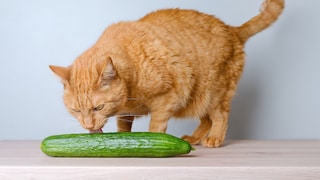Katze leckt an Salatgurke