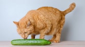 Katze leckt an Salatgurke