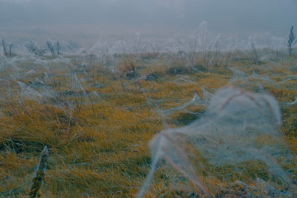 Ein Feld in Devon (England), was mit Spinnenfäden überzogen ist.