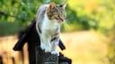 Katze läuft auf einem Zaun entlang