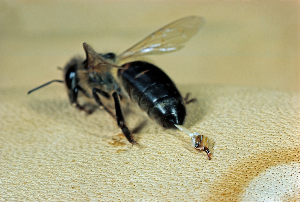 Honigbiene (Apis mellifera) sticht in Leder