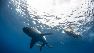 Haie unter Wasser mit Surfer an der Wasseroberfläche