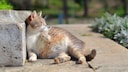 Schwangere Katze liegt in der Sonne