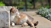 Schwangere Katze liegt in der Sonne
