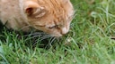 Giftige Insekten für Katzen