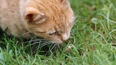 Giftige Insekten für Katzen