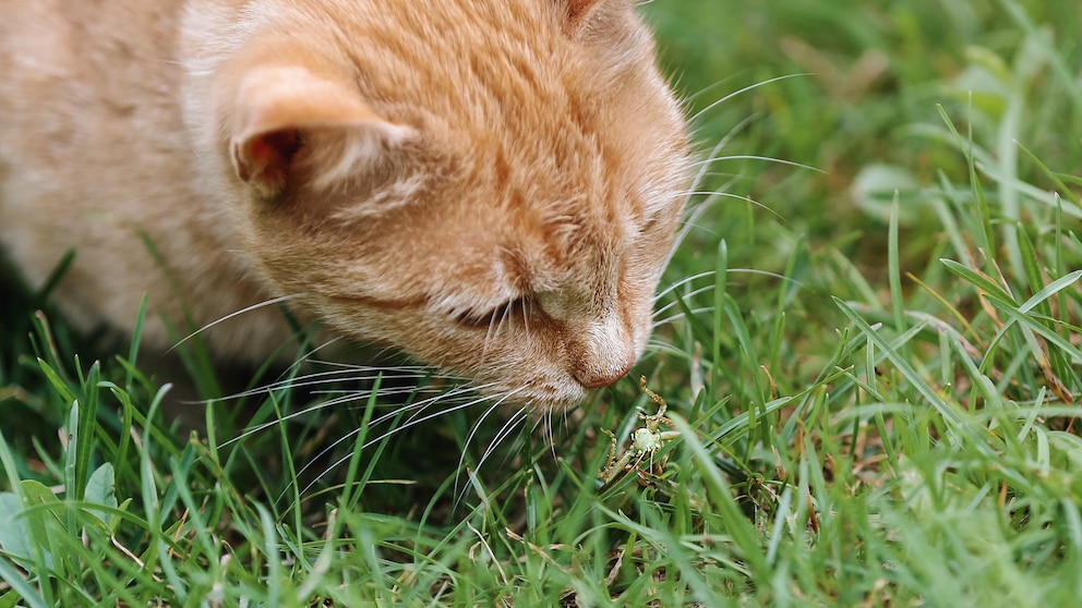 Giftige Insekten für Katzen