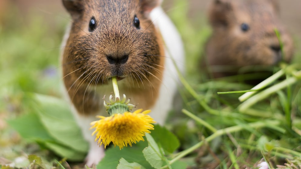 Ein Meerschweinchen mümmelt Löwenzahn