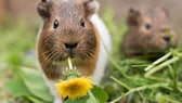 Ein Meerschweinchen mümmelt Löwenzahn