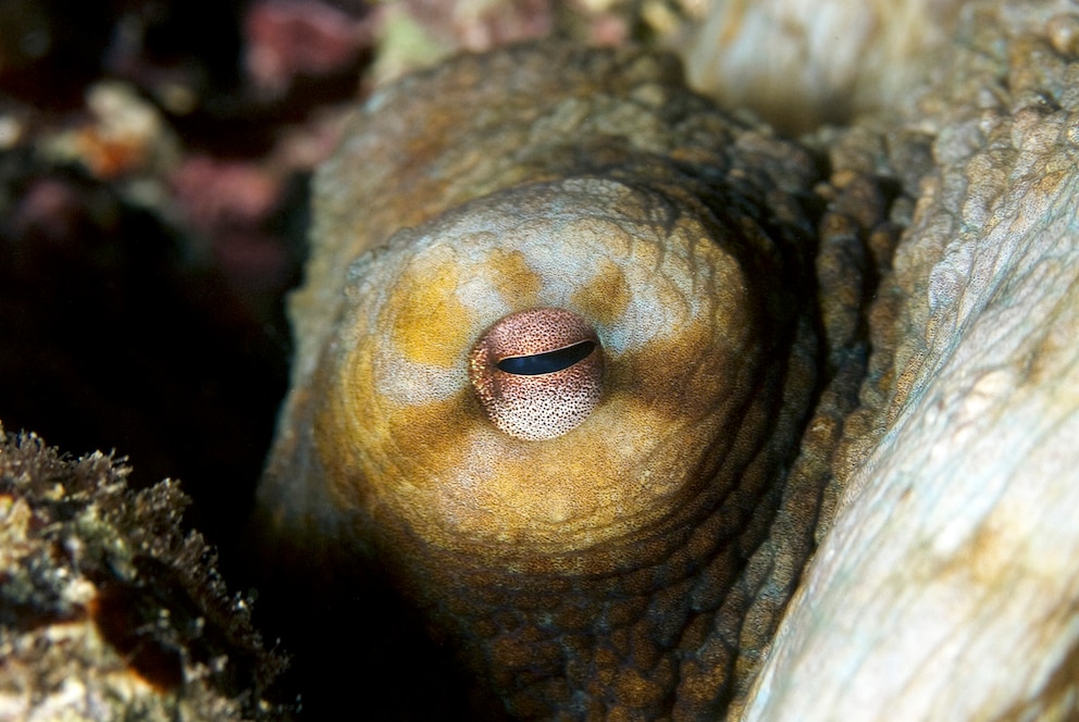 Pupille von einem Oktopus