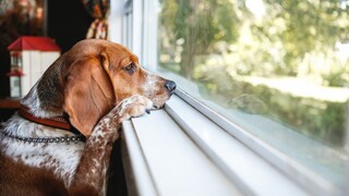 Hund schaut aus dem Fenster