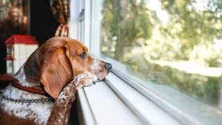 Hund schaut aus dem Fenster