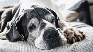 Alte Deutsche Dogge mit grauen Haaren im Gesicht, die auf einer grauen Decke liegt
