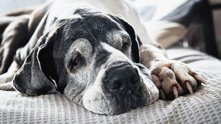 Alte Deutsche Dogge mit grauen Haaren im Gesicht, die auf einer grauen Decke liegt