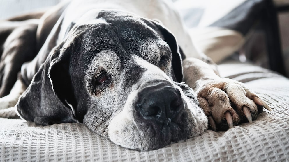 Alte Deutsche Dogge mit grauen Haaren im Gesicht, die auf einer grauen Decke liegt