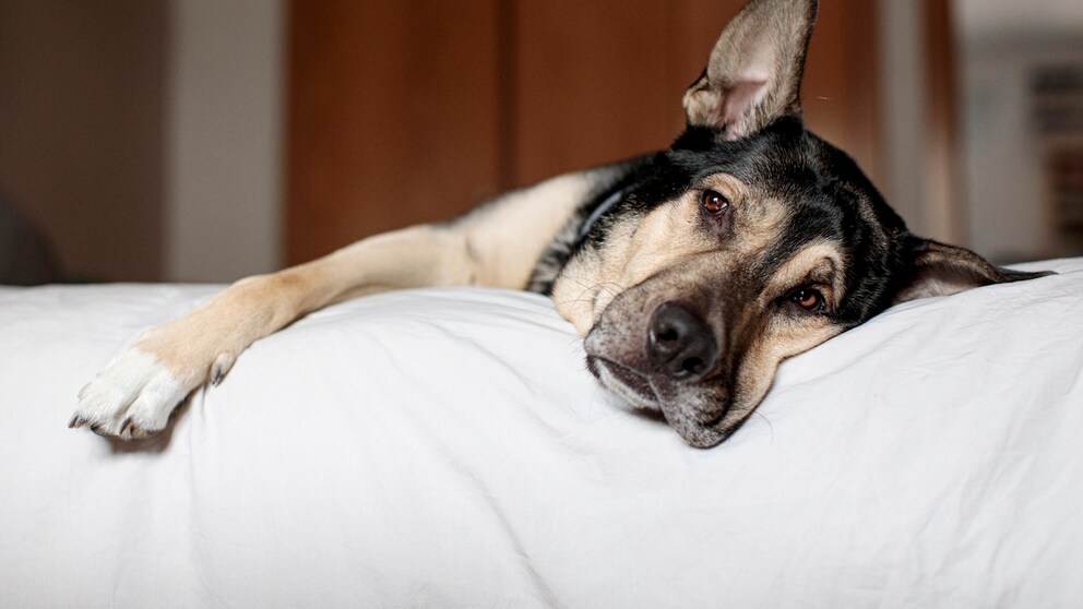 Schäferhund ruht sich auf Bett aus