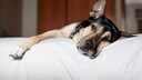 Sch&auml;ferhund ruht sich auf Bett aus