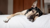 Schäferhund ruht sich auf Bett aus