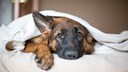 Hunde zittern