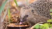 Ein Igel erwacht aus dem Winterschlaf und frisst Katzenfutter mit heruashängender Zunge