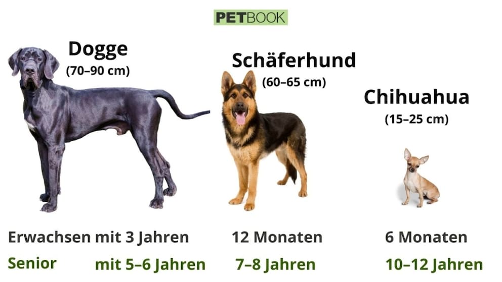 Infografik ab wann ist ein Hund ein Senior