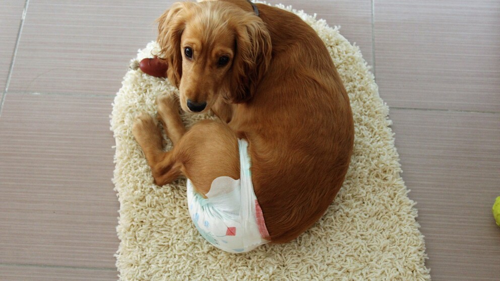 Inkontinenz Hund