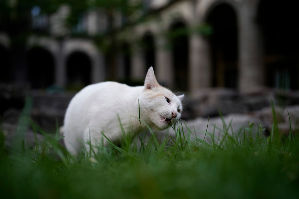 Katze Coco kaut Gras im mexikanischen Präsidentenpalast