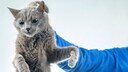 Mann h&auml;lt graue Katze am Nacken