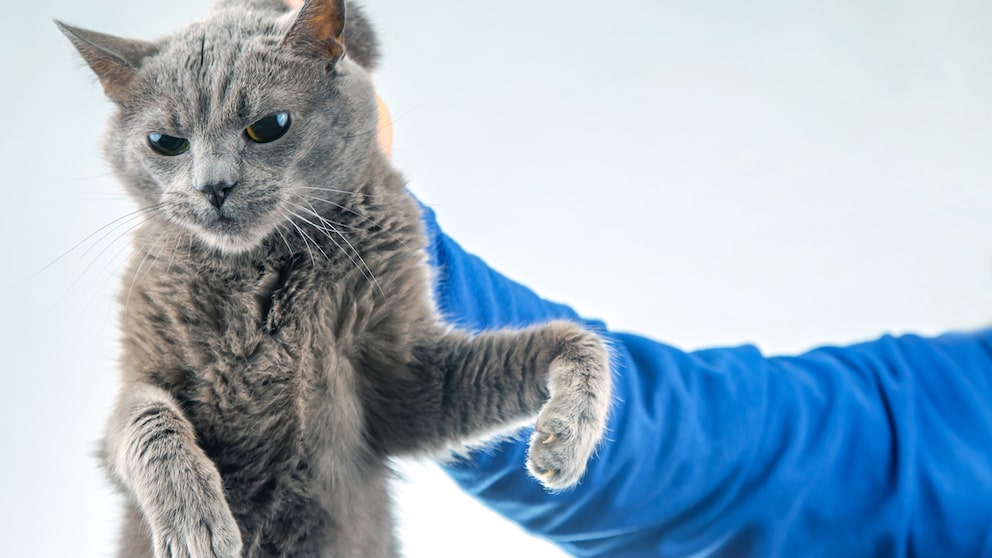 Mann hält graue Katze am Nacken