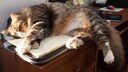 Katze liegt auf dem Schreibtisch auf Stapel Papier