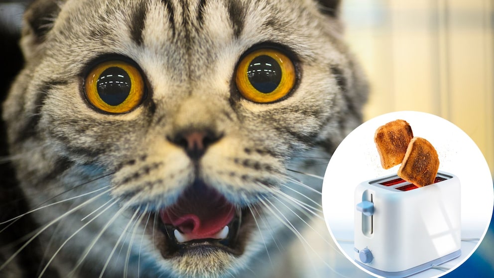 Kollage aus erschreckt schauender Katze und einem Toaster