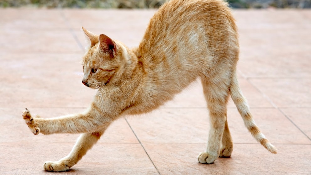 Katze macht einen Buckel