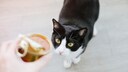 Katze starrt Nassfutter in der Dose misstrauisch an