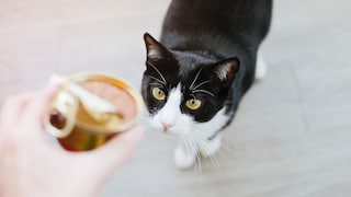 Katze starrt Nassfutter in der Dose misstrauisch an