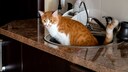 Ein orange-wei&szlig;er Kater pinkelt ins Sp&uuml;lbecken