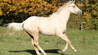 Kinsky-Pferd