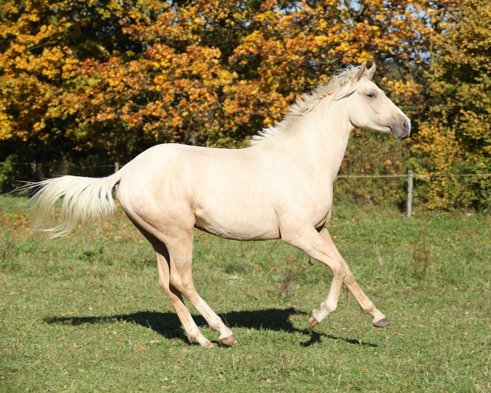 Kinsky-Pferd
