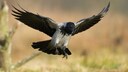 Nebelrähe im Flug