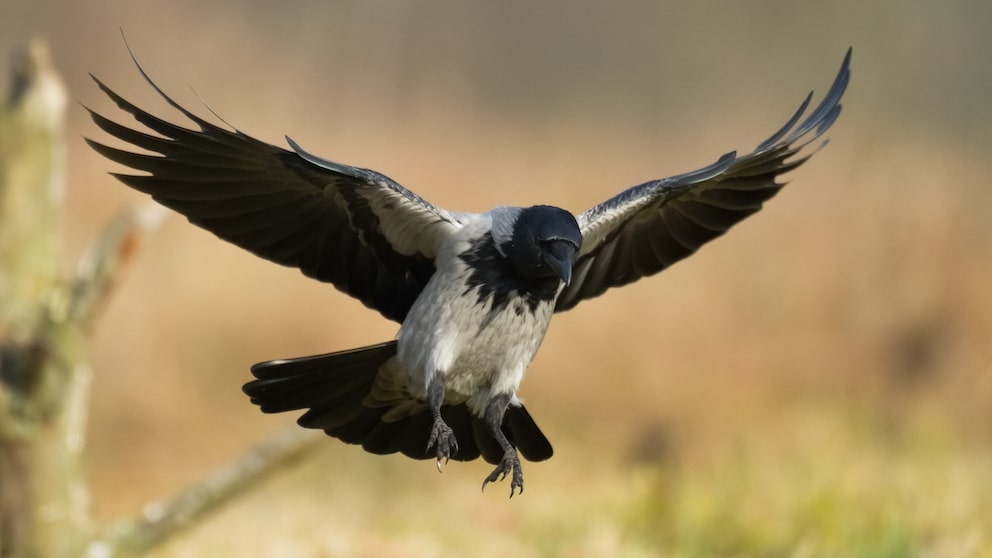 Nebelrähe im Flug