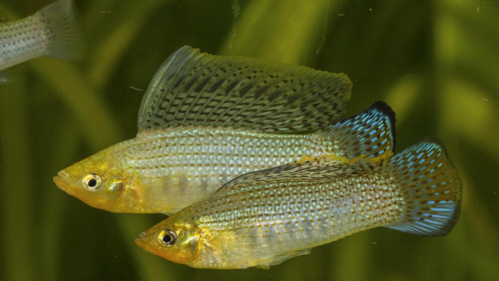 Zwei Latipinna-Mollys schwimmen durchs Becken