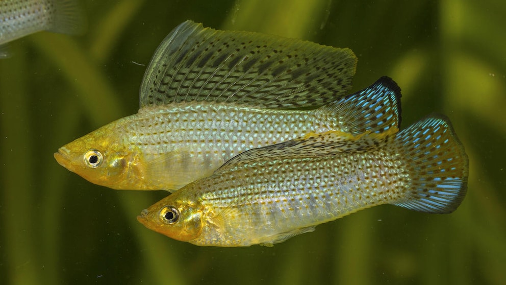 Zwei Latipinna-Mollys schwimmen durchs Becken